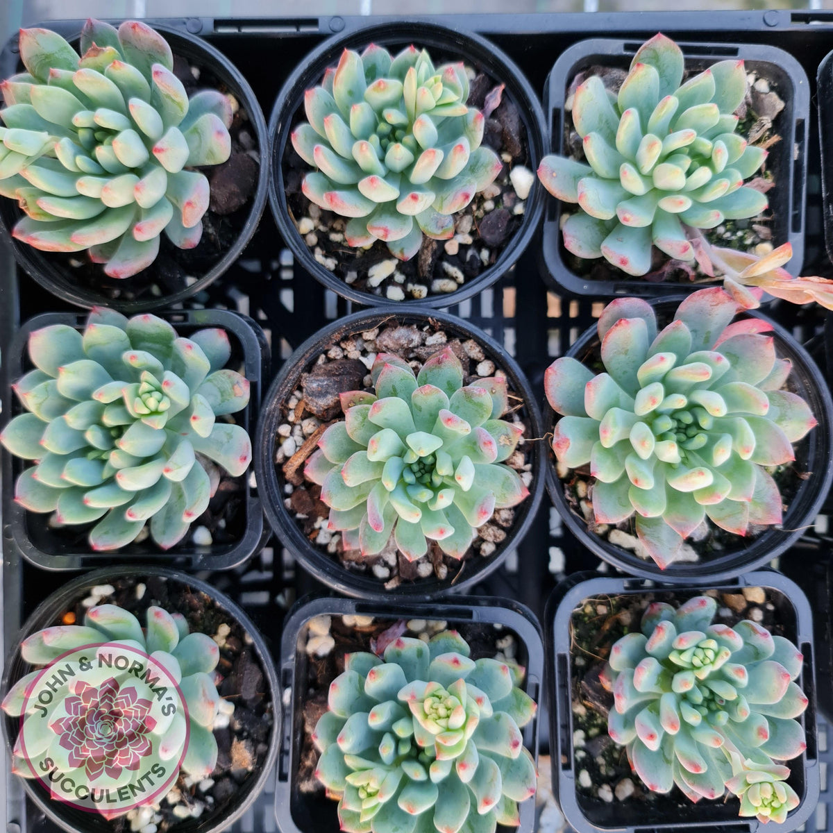 Sedeveria 'Blue Elf'