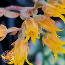 Load image into Gallery viewer, Sedeveria 'Blue Elf' - John & Norma's Succulents