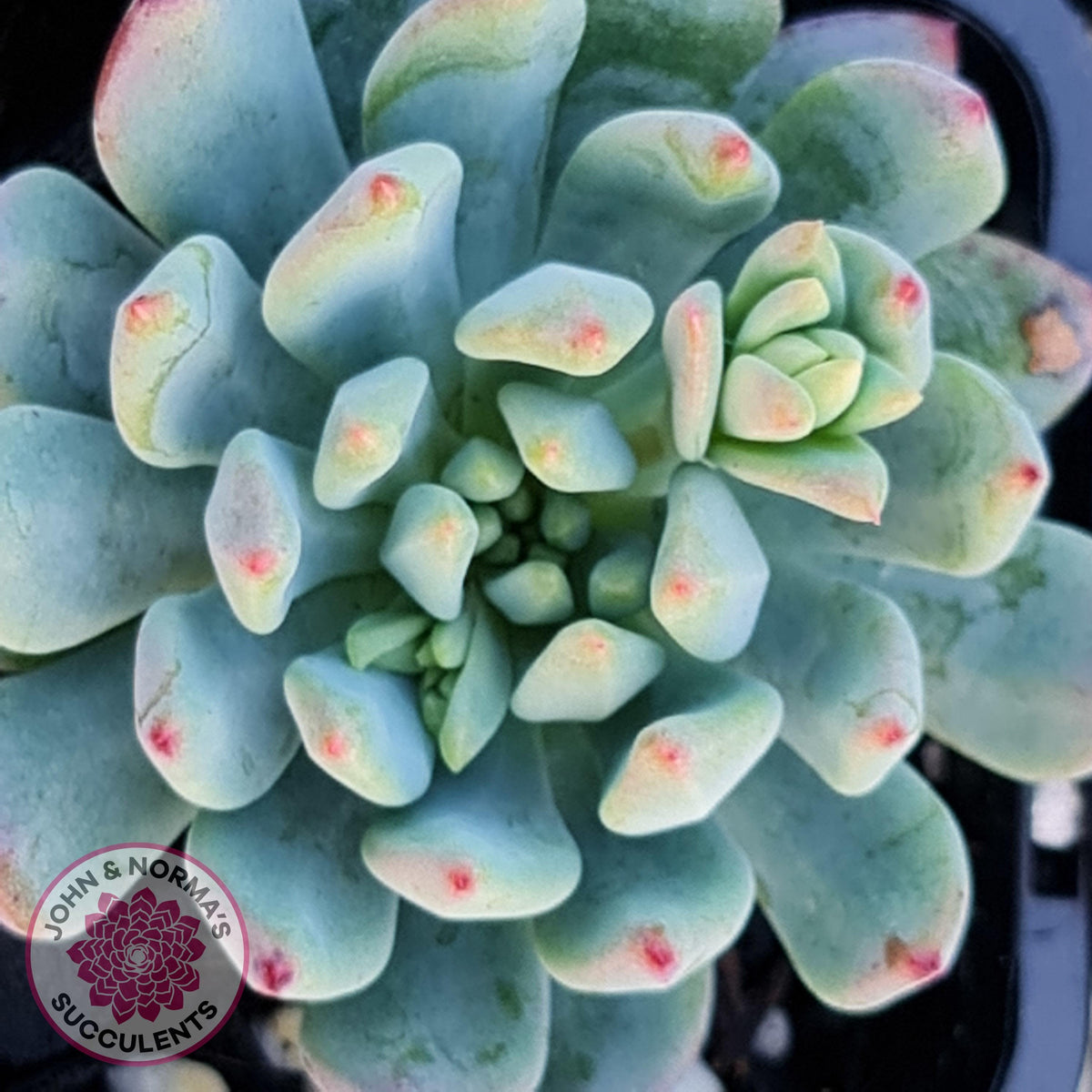 Sedeveria 'Blue Elf'