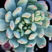 Load image into Gallery viewer, Sedeveria 'Blue Elf' - John & Norma's Succulents