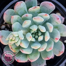 Load image into Gallery viewer, Sedeveria 'Blue Elf' - John & Norma's Succulents