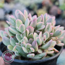 Load image into Gallery viewer, Crassula rogersii - Silk Variegation - John & Norma's Succulents