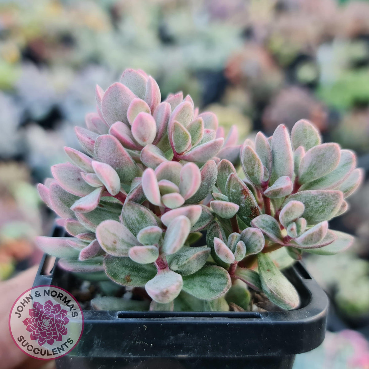 Crassula rogersii - Silk Variegated