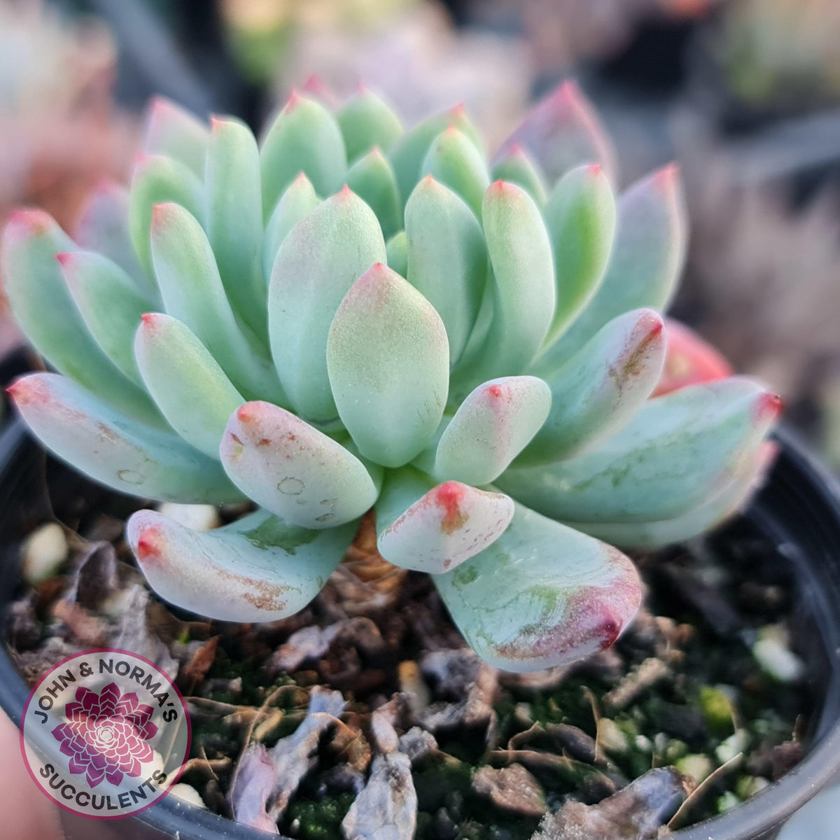 Sedeveria 'Blue Elf'