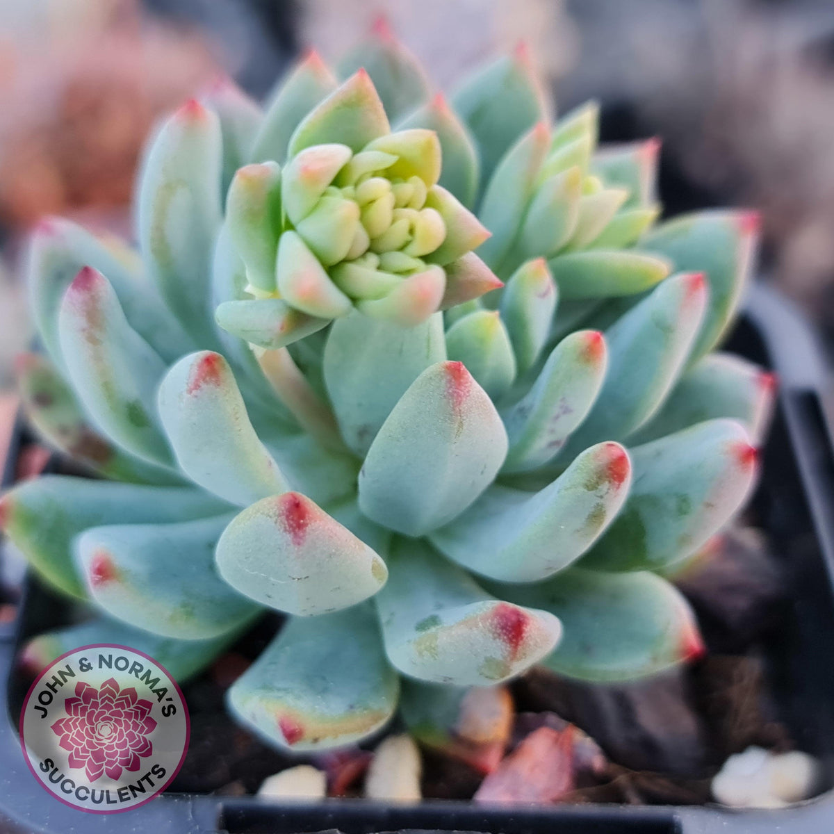 Sedeveria 'Blue Elf'