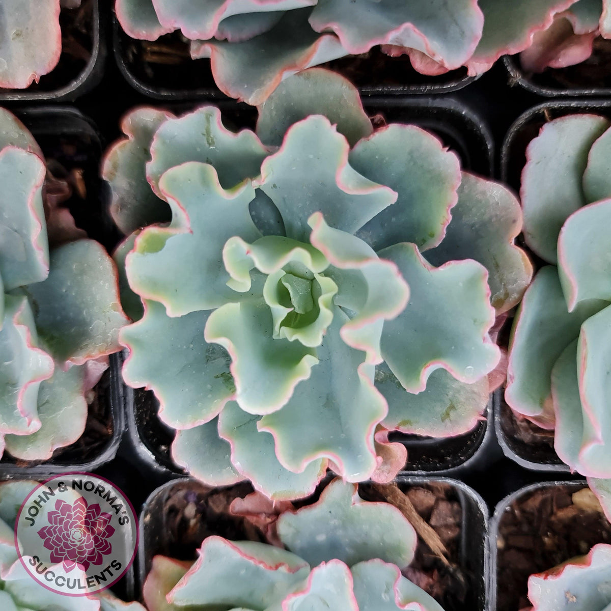 Echeveria 'Aquarius'
