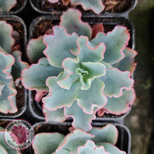 Load image into Gallery viewer, Echeveria Aquarius - John & Norma's Succulents