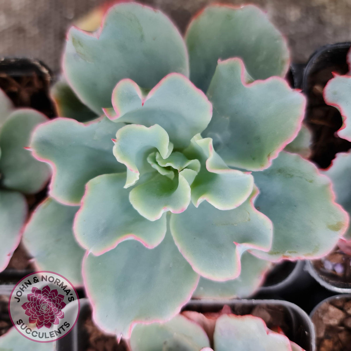 Echeveria 'Aquarius'