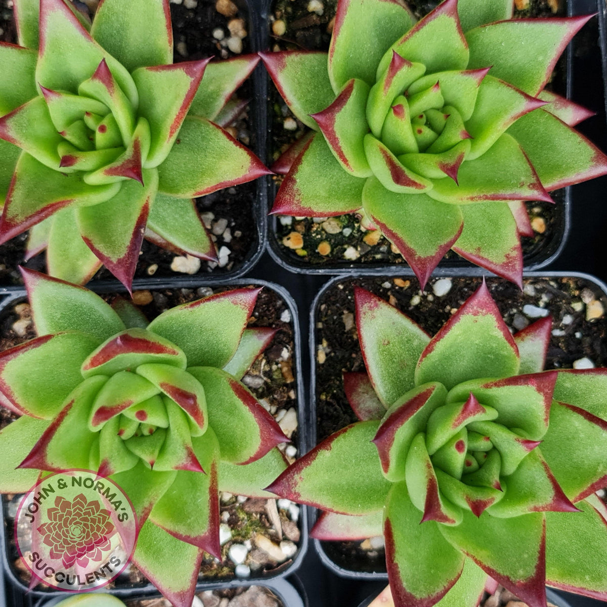 Echeveria Agavoides Lipstick