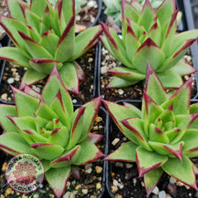 Load image into Gallery viewer, Echeveria Agavoides Lipstick - John & Norma's Succulents