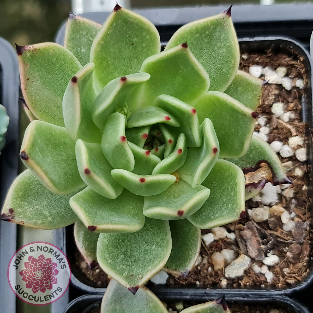 Echeveria 'Dark Night'