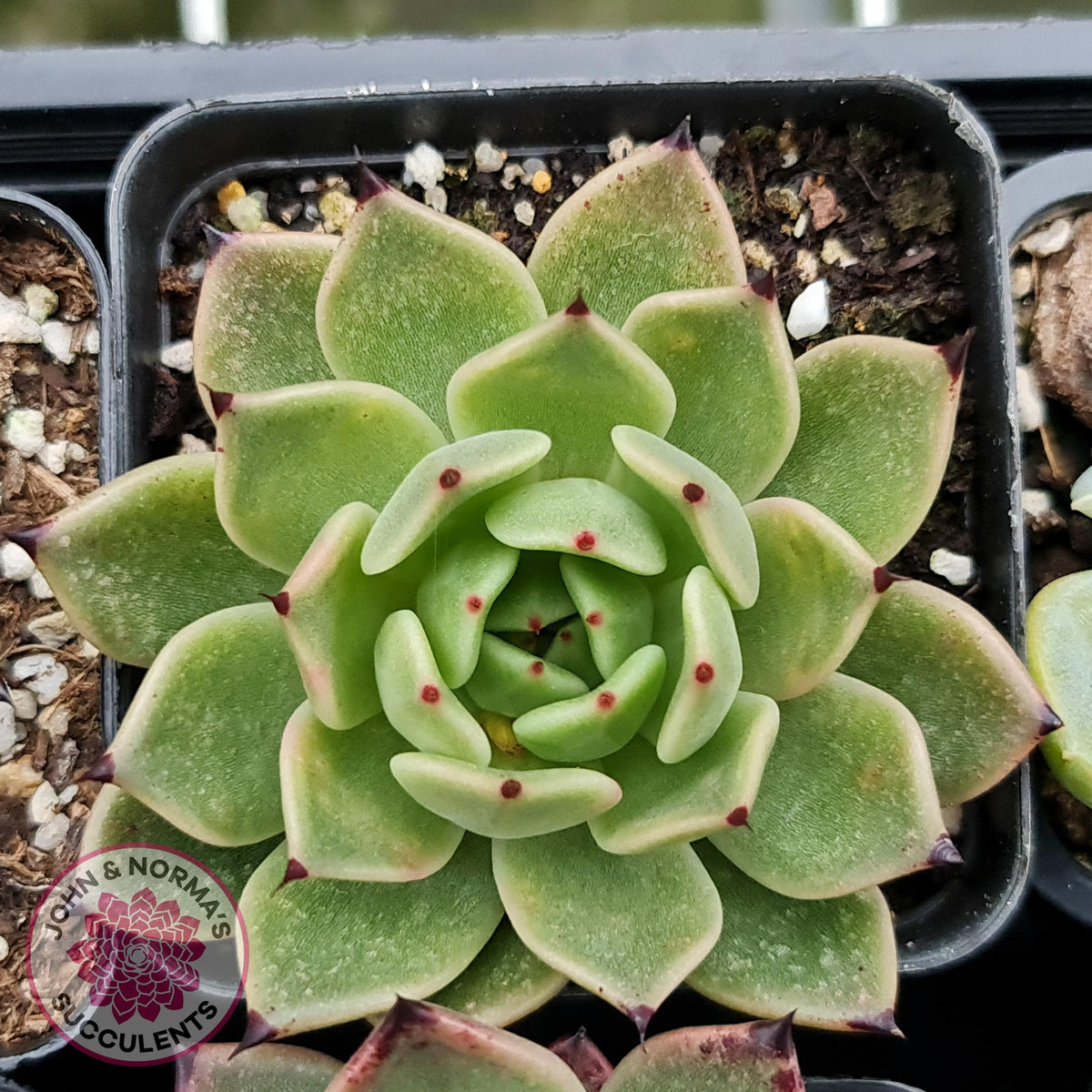 Echeveria 'Dark Night'