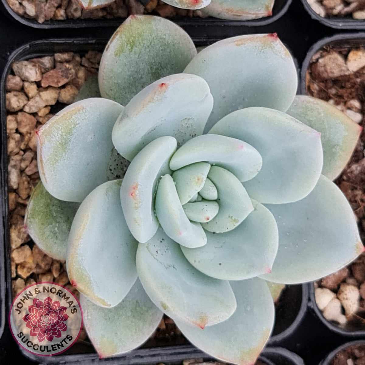 Echeveria 'Candy Heart'