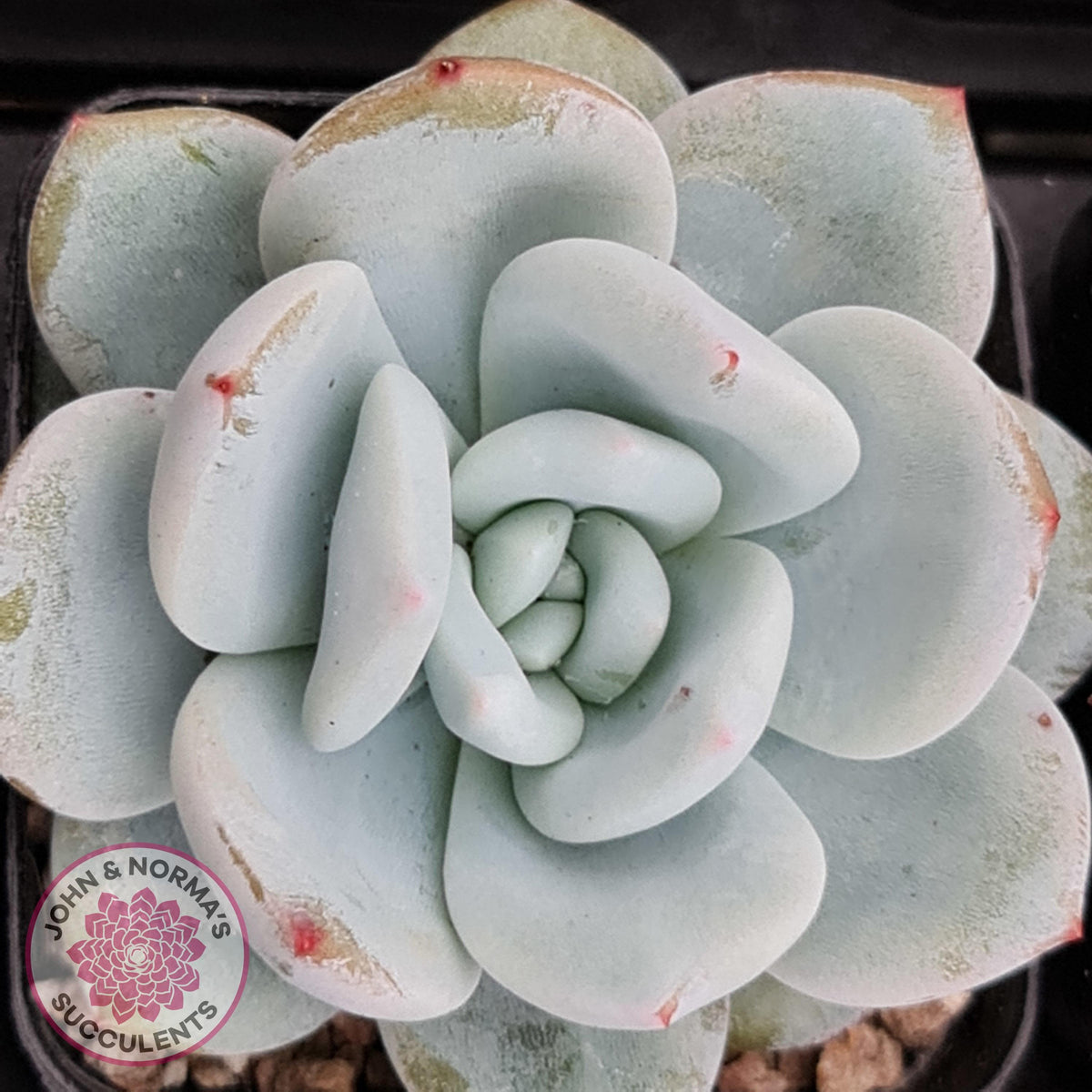 Echeveria 'Candy Heart'