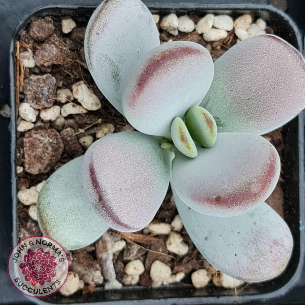 Cotyledon Oophylla - Asian Round Form