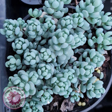 Load image into Gallery viewer, Sedum dasyphyllum Lilac Mound - John & Norma's Succulents