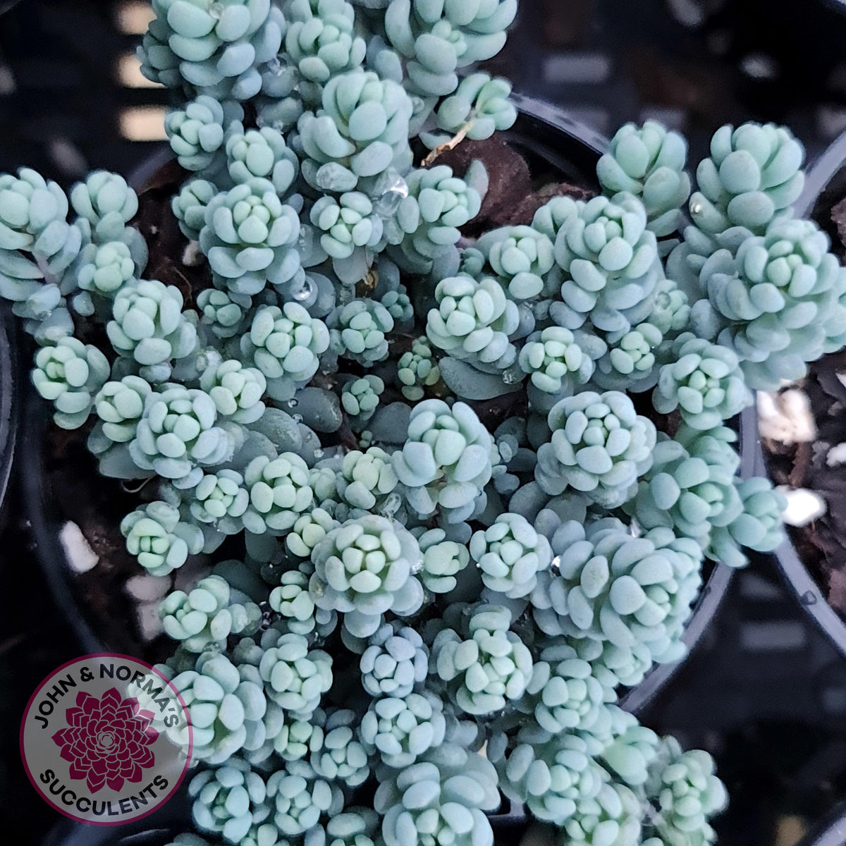 Sedum dasyphyllum 'Lilac Mound'