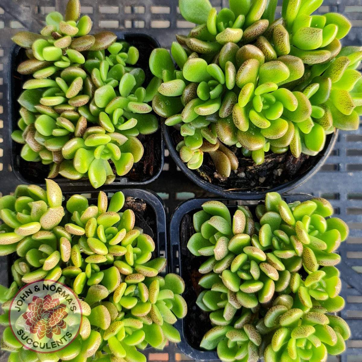 Sinocrassula densirosulata