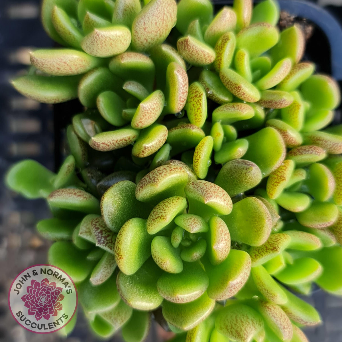Sinocrassula densirosulata