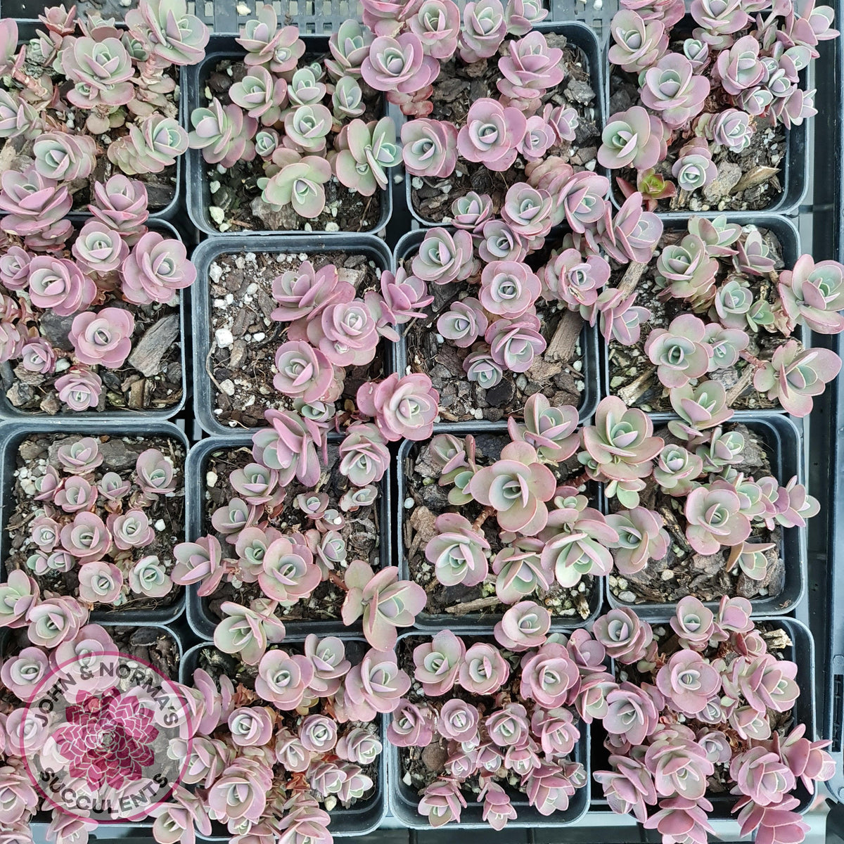 Sedum Cherry Tart
