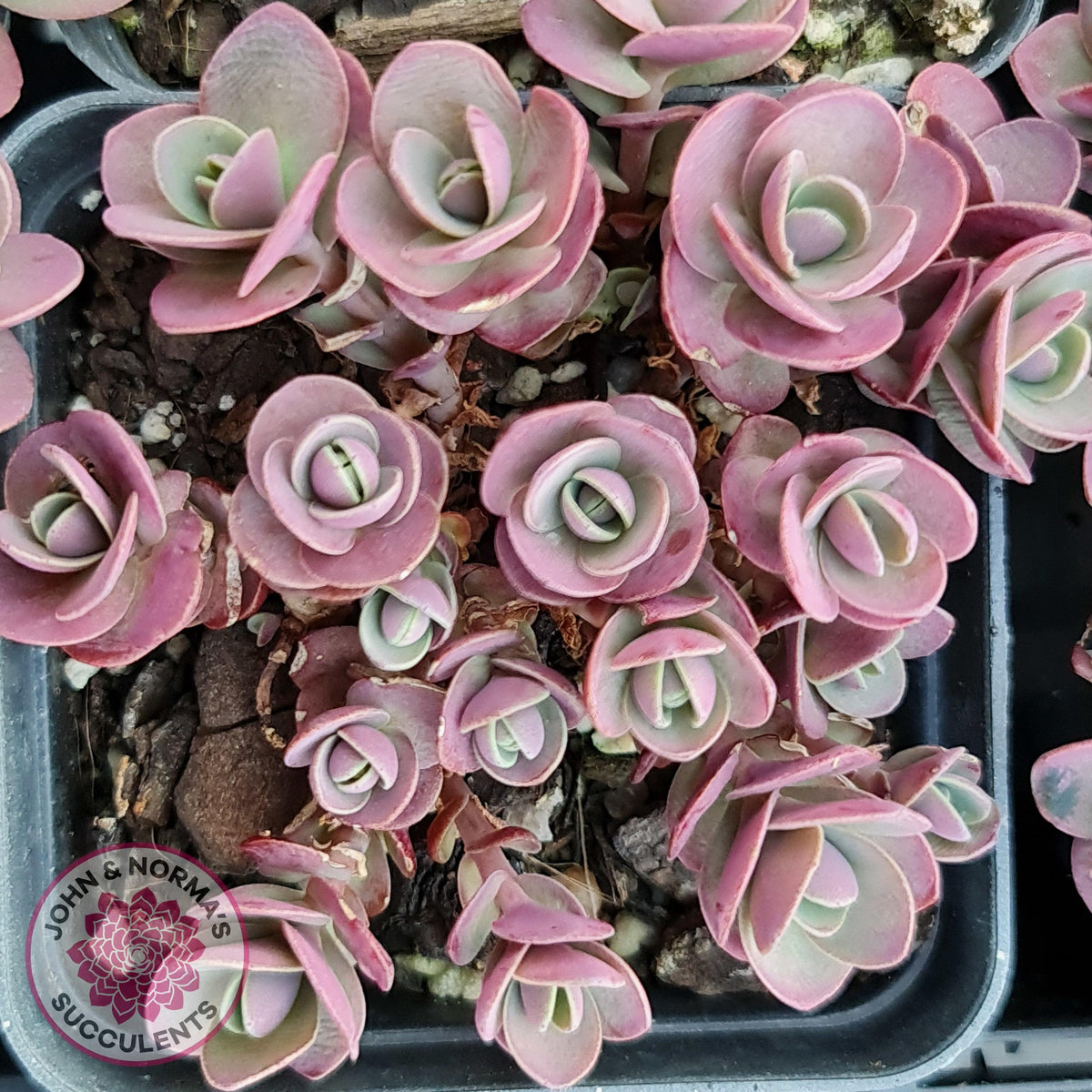 Sedum Cherry Tart