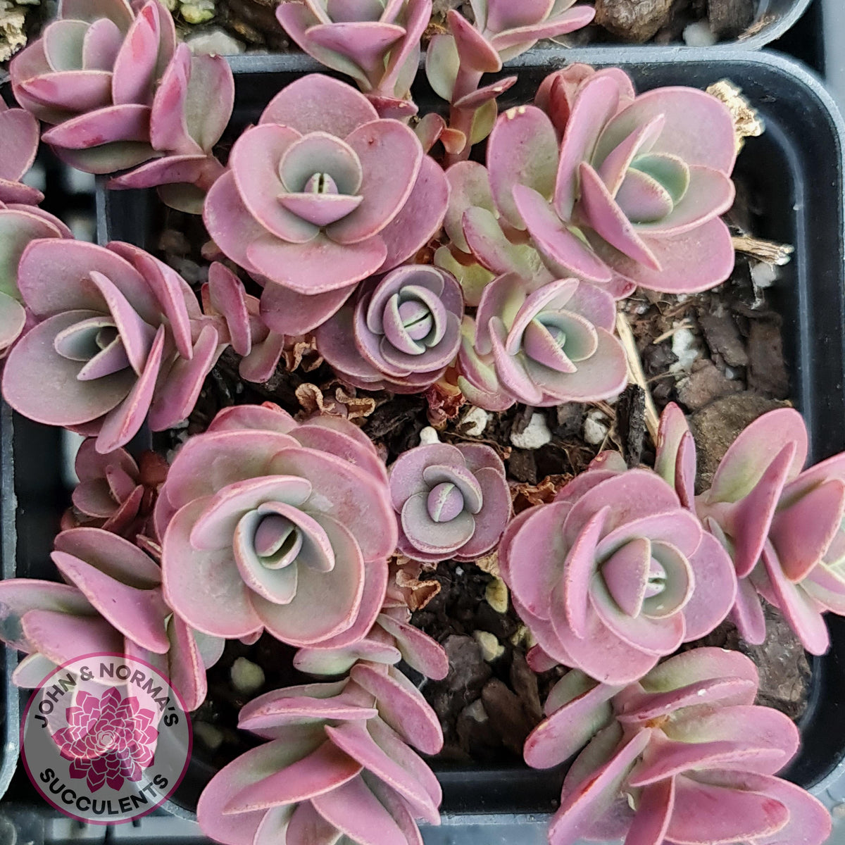 Sedum Cherry Tart