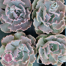 Load image into Gallery viewer, Echeveria Shaviana Hime - John & Norma's Succulents