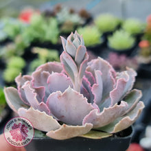 Load image into Gallery viewer, Echeveria Shaviana Hime - John & Norma's Succulents