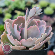 Load image into Gallery viewer, Echeveria Shaviana Hime - John & Norma's Succulents