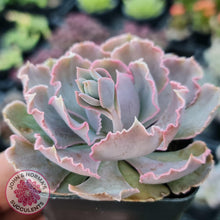 Load image into Gallery viewer, Echeveria Shaviana Hime - John & Norma's Succulents