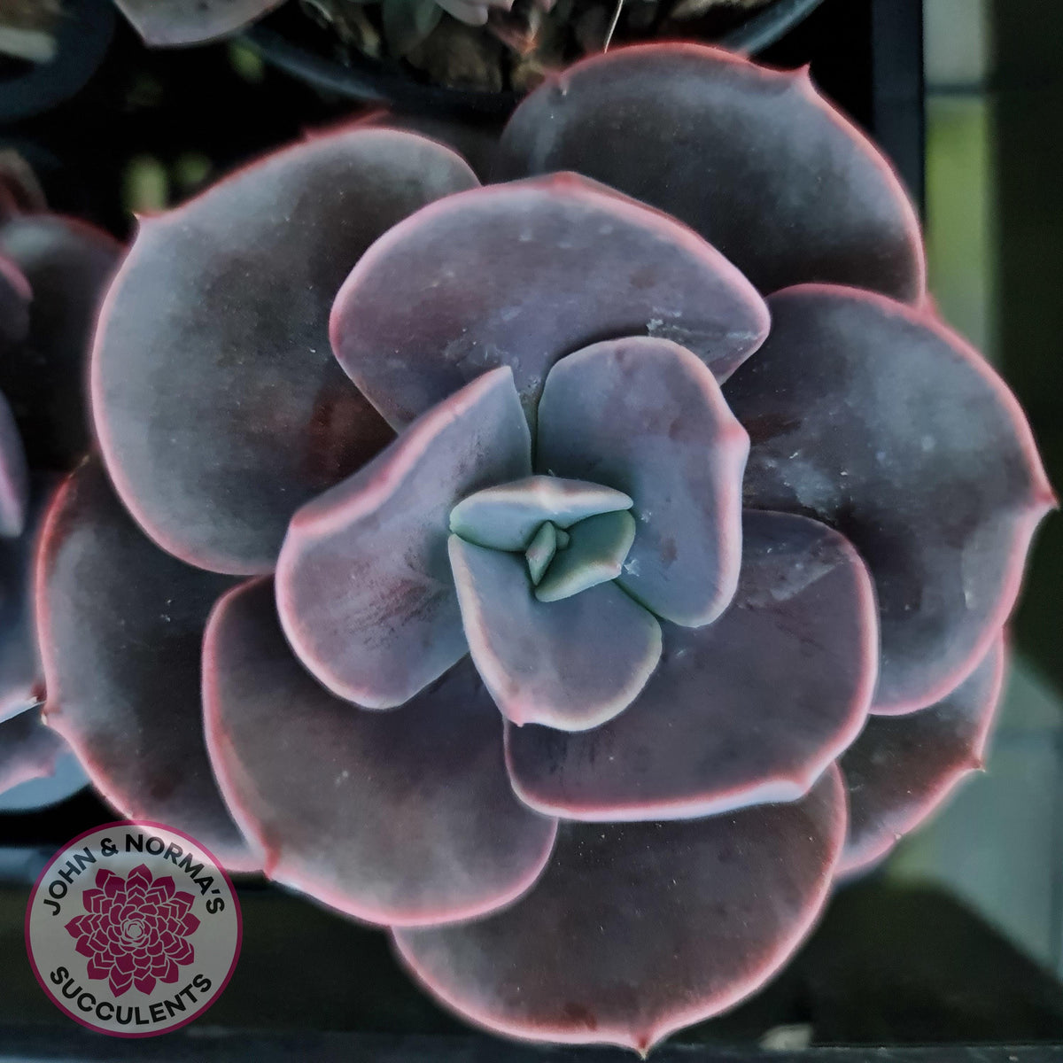 Echeveria Blue Metal (Single)