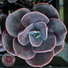 Load image into Gallery viewer, Echeveria Blue Metal - John & Norma's Succulents