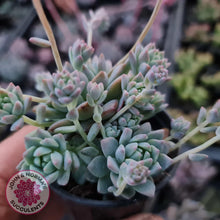 Load image into Gallery viewer, Echeveria prolifica - John & Norma's Succulents
