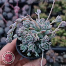 Load image into Gallery viewer, Echeveria prolifica - John & Norma's Succulents