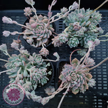Load image into Gallery viewer, Echeveria prolifica - John & Norma's Succulents