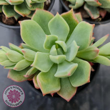Load image into Gallery viewer, Echeveria Powdered Sugar - John & Norma's Succulents