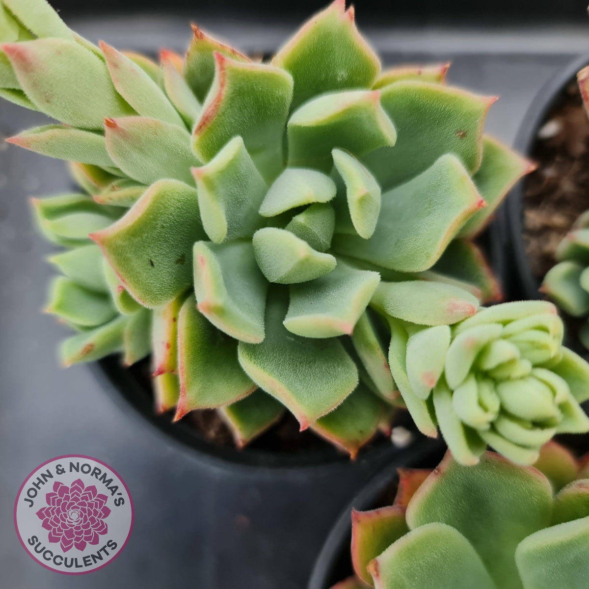 Echeveria Powdered Sugar