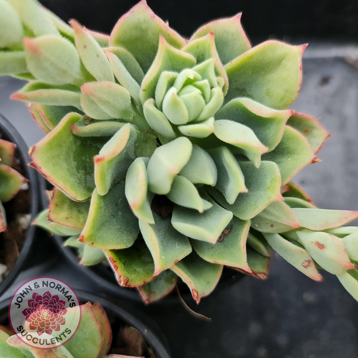 Echeveria Powdered Sugar