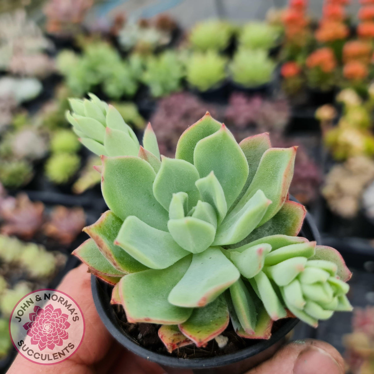 Echeveria Powdered Sugar