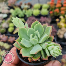 Load image into Gallery viewer, Echeveria Powdered Sugar - John & Norma's Succulents