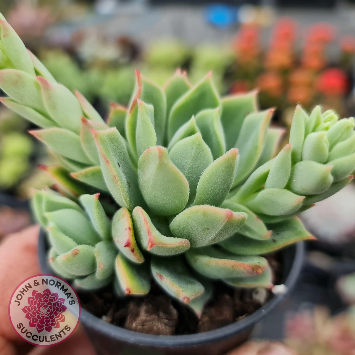 Echeveria Powdered Sugar