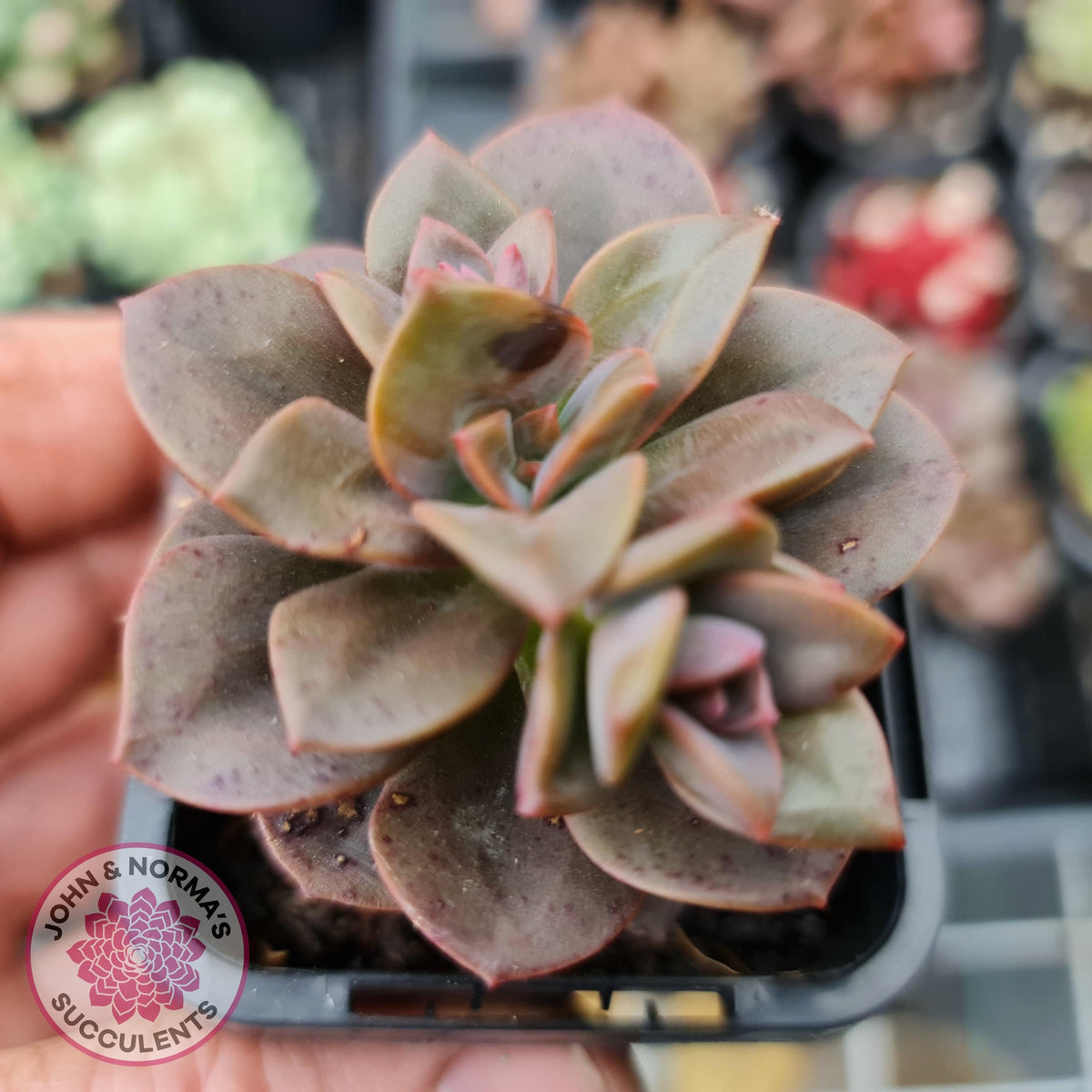 Echeveria Chroma