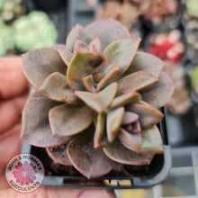 Load image into Gallery viewer, Echeveria Chroma - John & Norma's Succulents