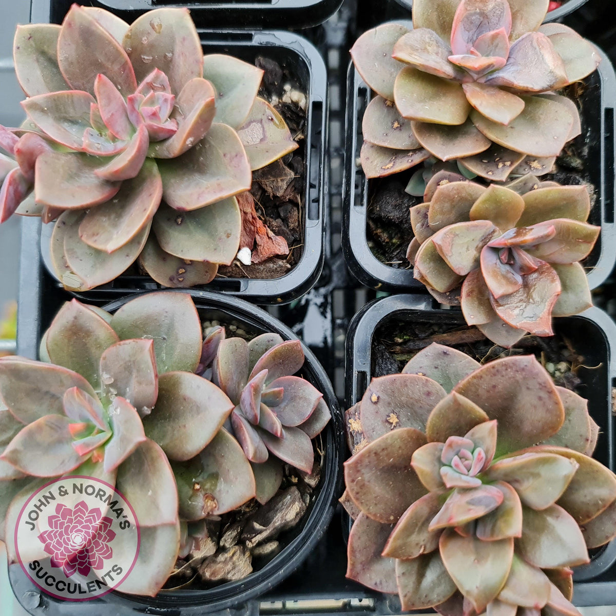 Echeveria Chroma