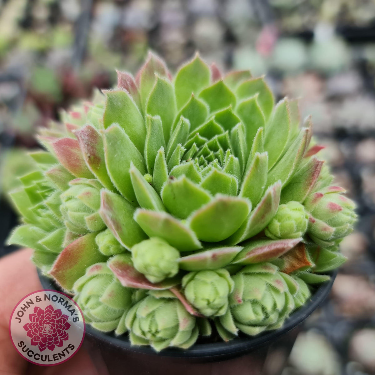 Sempervivum - variety unknown