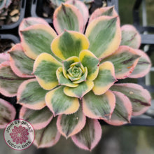 Load image into Gallery viewer, Aeonium Sunburst - John & Norma's Succulents