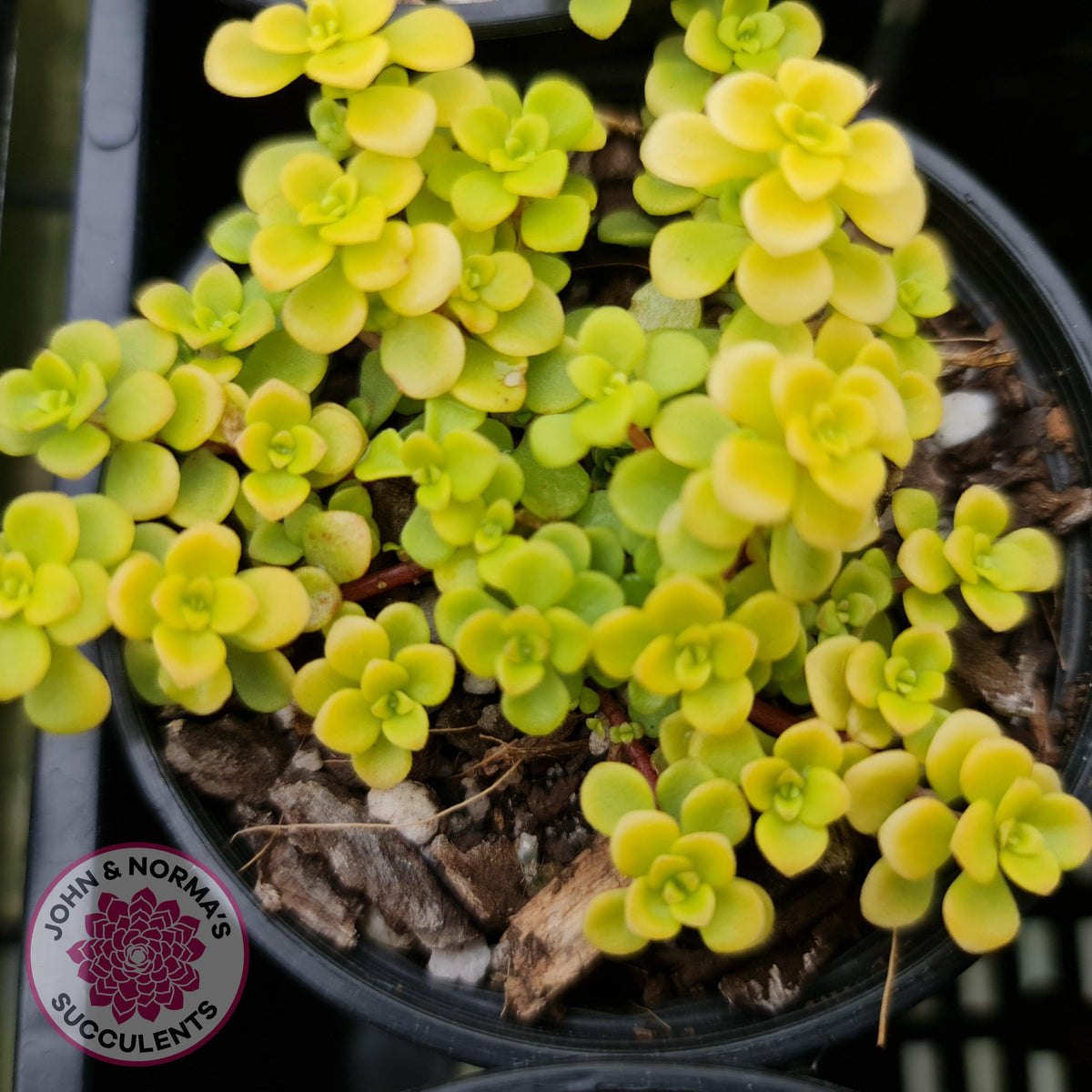 Sedum Makinoi Ogon