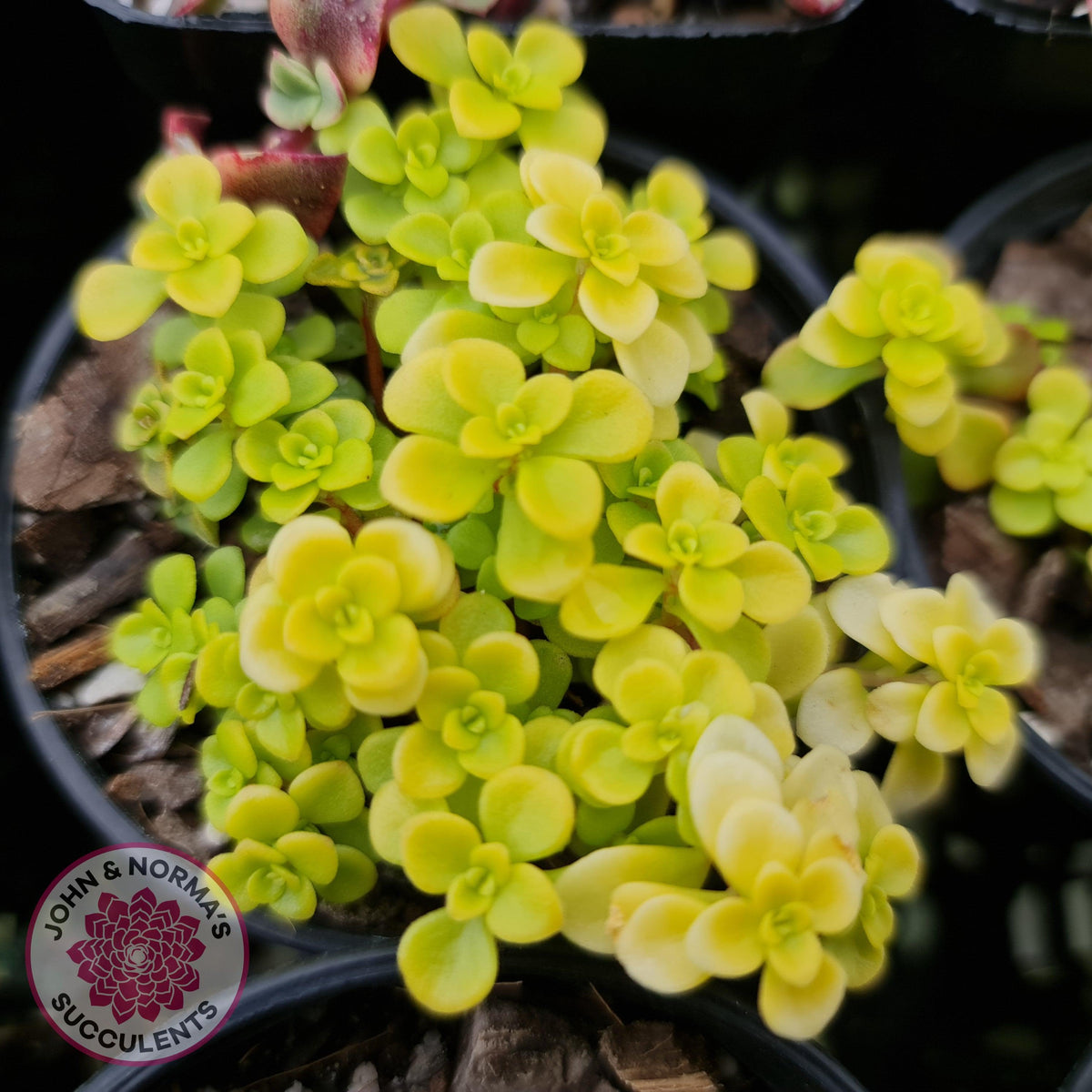 Sedum Makinoi Ogon