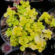 Load image into Gallery viewer, Sedum Makinoi Ogon - John & Norma's Succulents