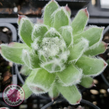 Load image into Gallery viewer, Sempervivum Icicle - John & Norma's Succulents